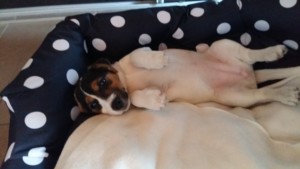bonita (2)